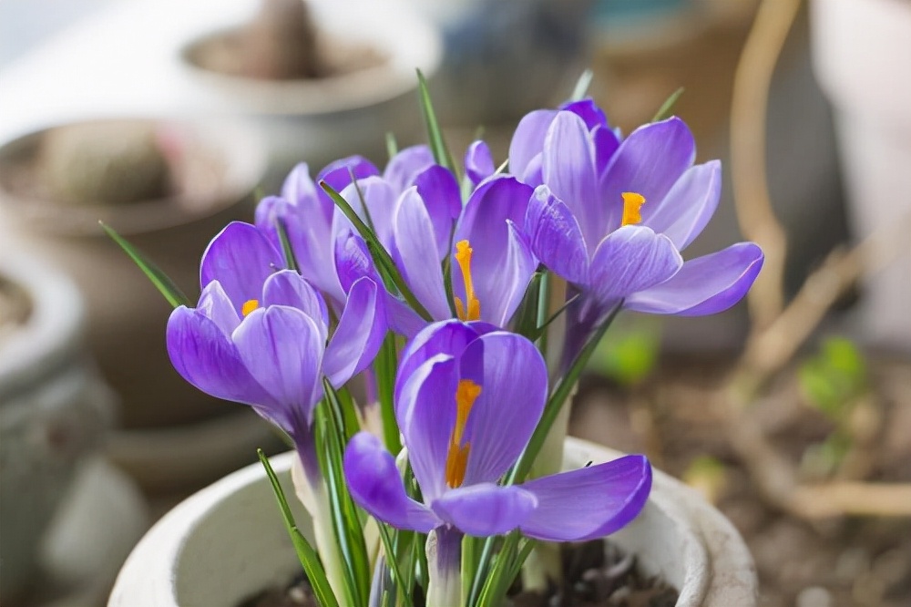 常见花卉养殖总汇,各种花卉植物养殖方法??