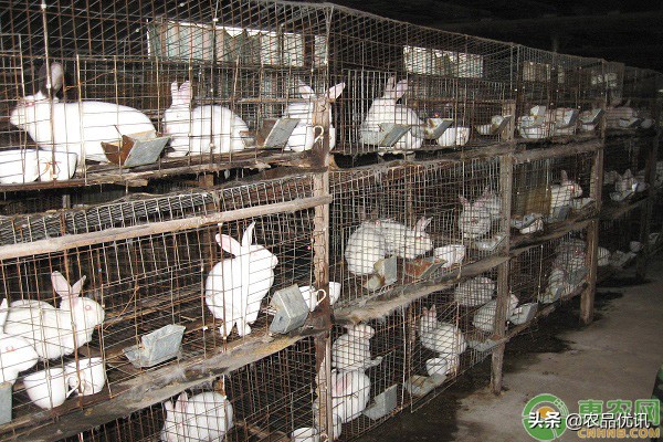 兔瘟的发病原因及防治,兔瘟的症状及预防注意事项