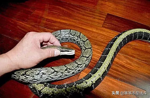 蛇獴吃辣条视频,毒蛇克星蛇獴