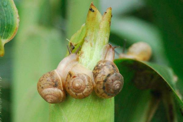 蜗牛养殖是假是真,蜗牛养殖能赚钱吗