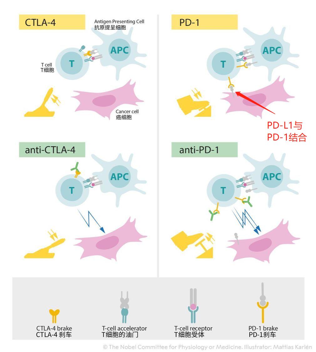 中国创新药现状,中国原创药与国外的差距
