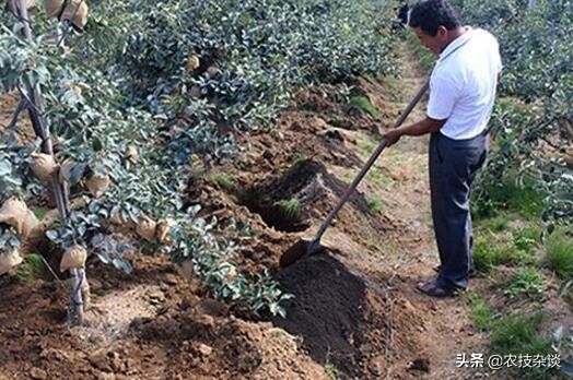 苹果缩果病严重吗,苹果裂果病的发病规律是什么