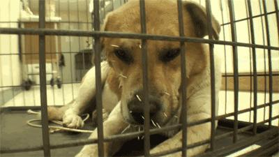 豪猪刺有多厉害?一扎进去难去除,狗狗经常扎成筛子