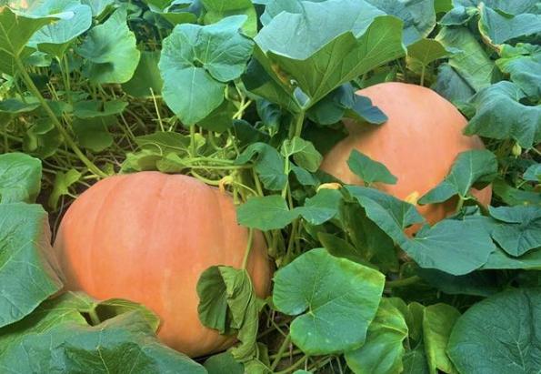 南瓜马车真要来？成都种出200斤巨型南瓜，网友：到底能不能吃？