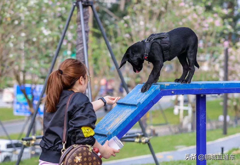深圳八大主题公园免费开放,深圳遛娃50个必去的主题公园