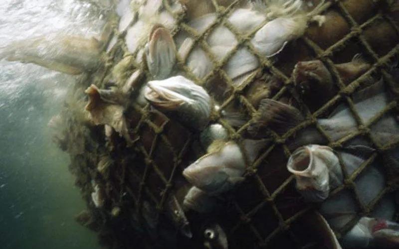 12种中国最珍贵的顶级食用鱼，做为一名吃货不可不知！