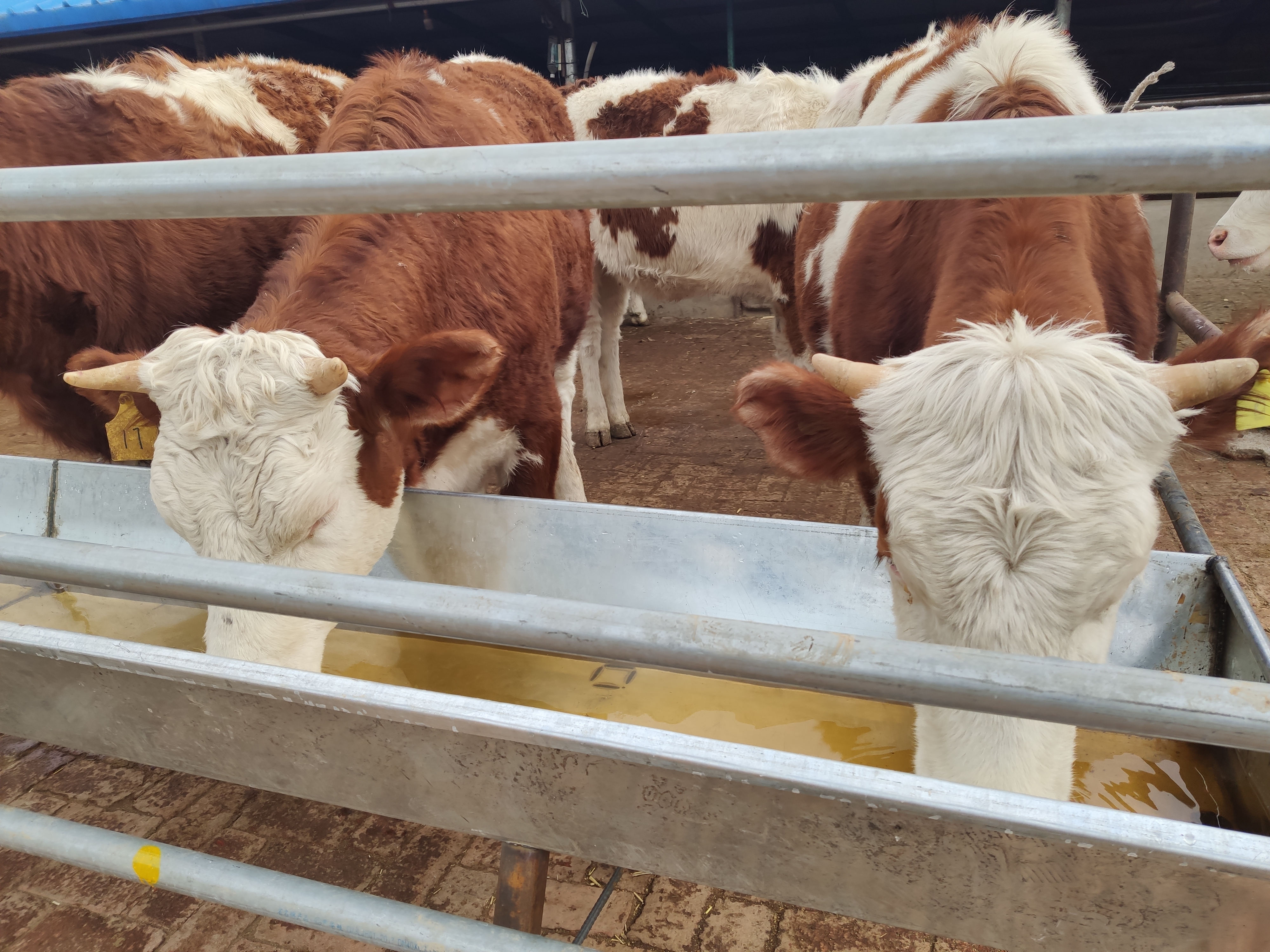 养牛怎么养才能成本低,养牛想赚钱一定要避开这七个误区