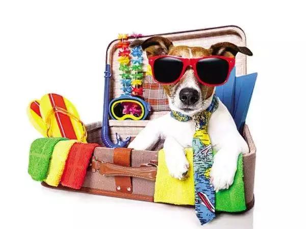 年底“人类大迁徙”，猫猫狗狗旅行怎么办？