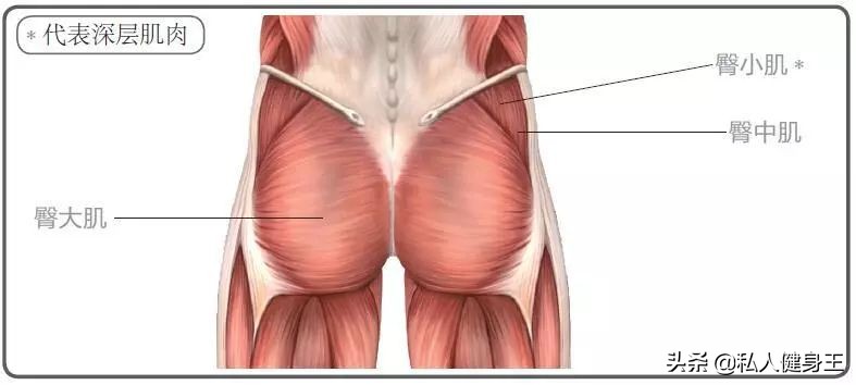健身菜鸟一周臀部训练计划,锻炼臀部最有效的动作最新健身房