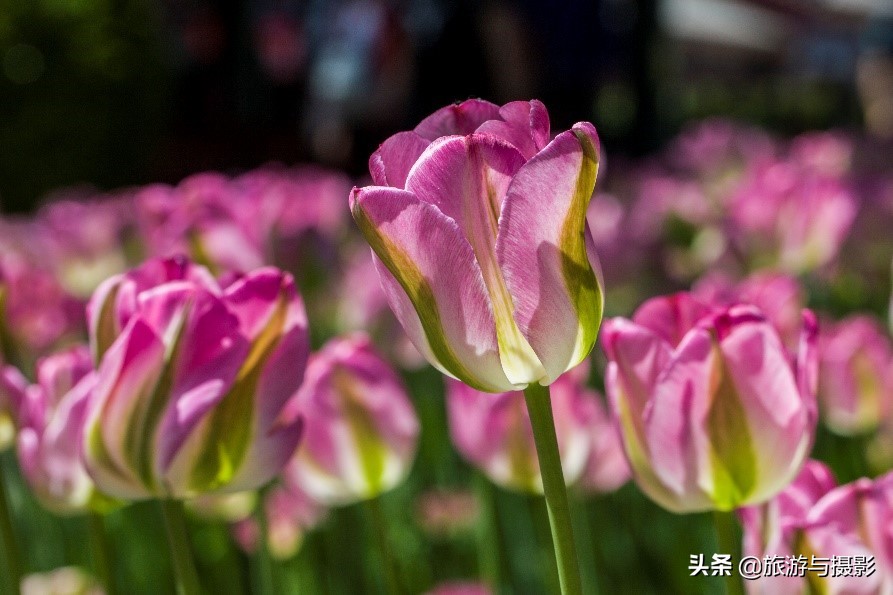 郁金香诗句经典五言,郁金香古诗词