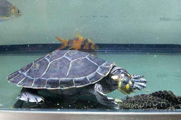 家庭水族箱热带鱼和黄头侧颈龟龟混养之入门指南