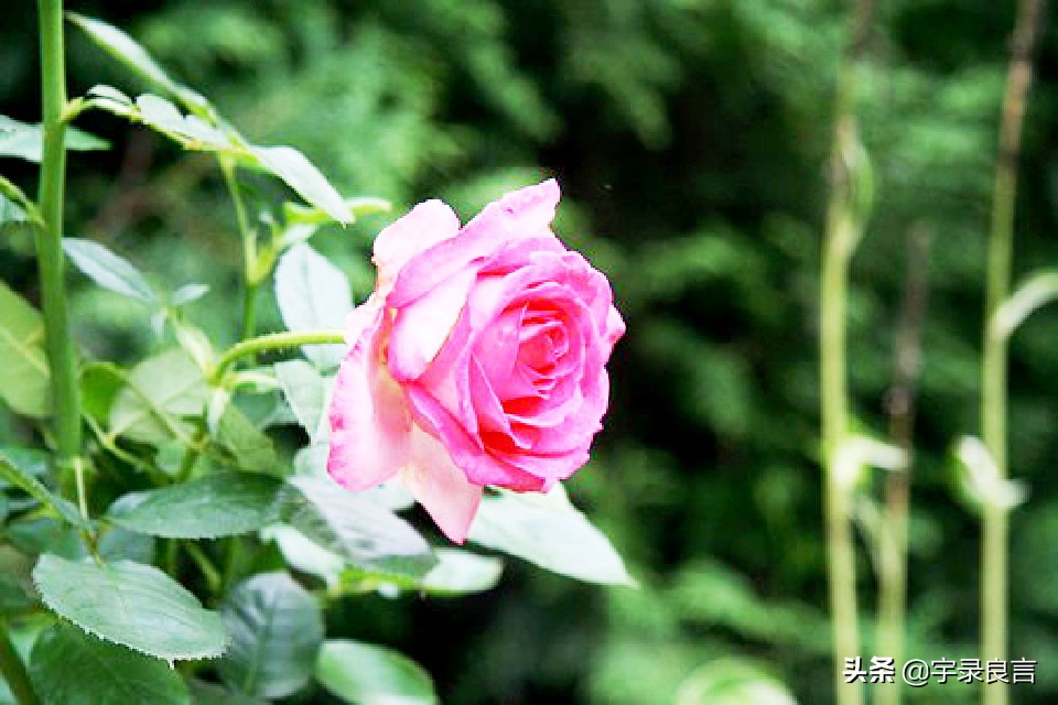 收到转账后霸气的朋友圈说说,女人靠自己的霸气说说朋友圈