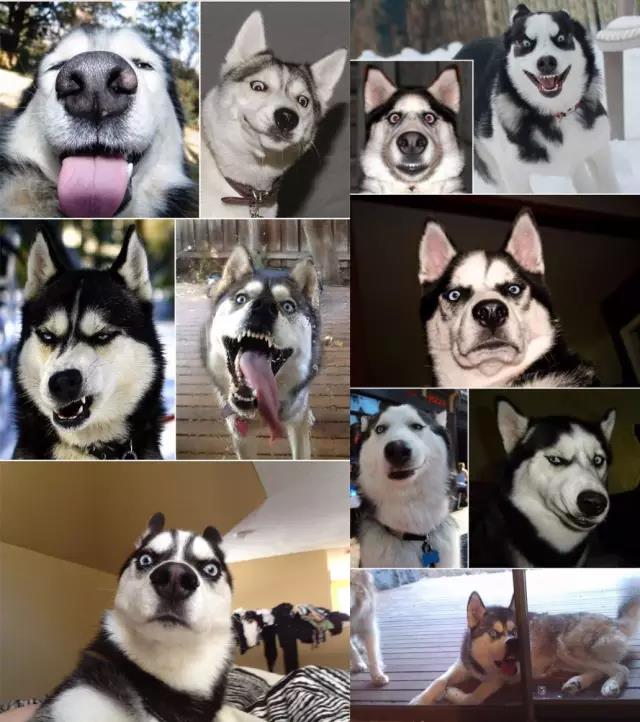 犬种介绍之雪狼,犬种百科知识