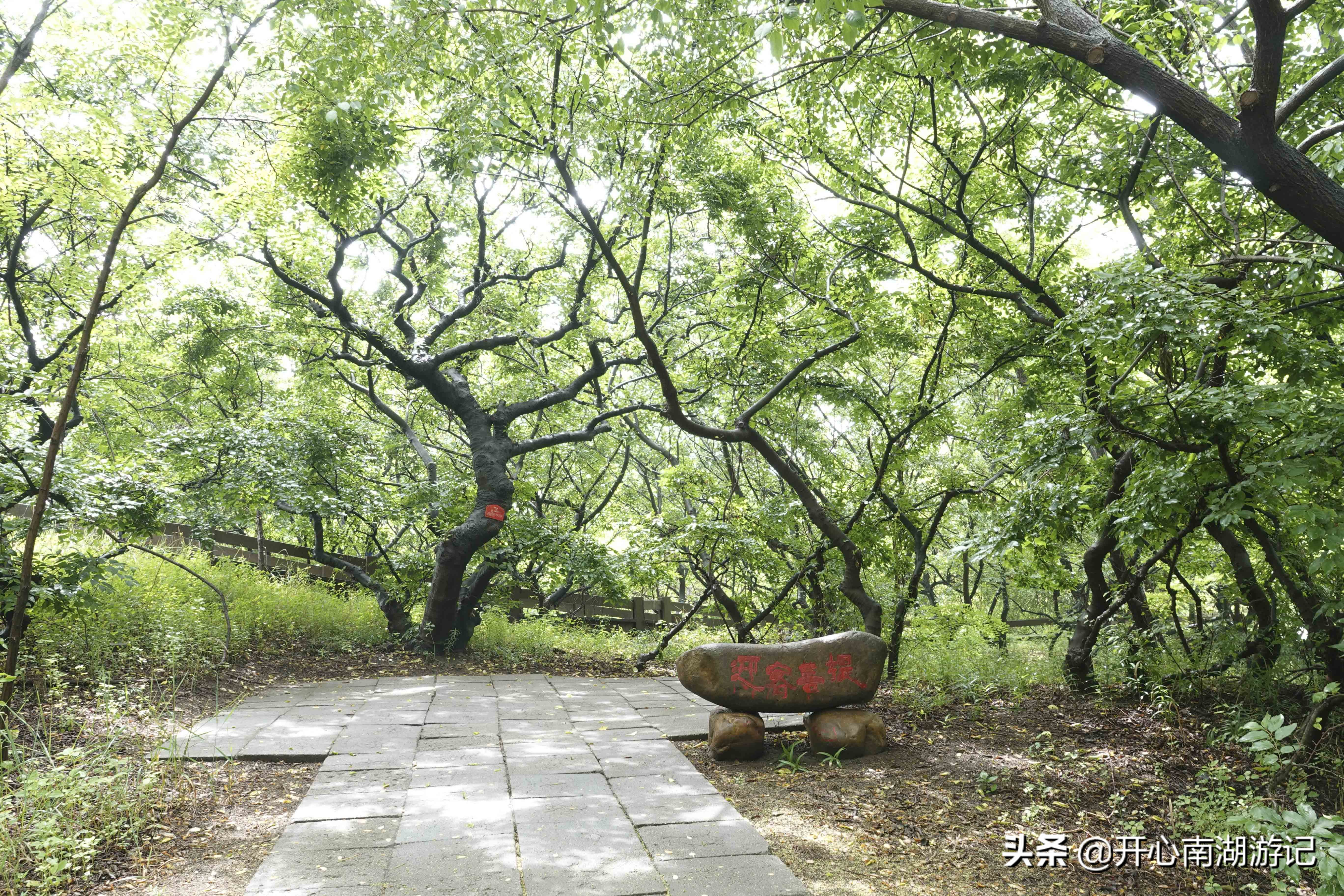 一花一世界，一叶一菩提，与浪漫的月坨岛比邻，菩提岛你去过吗？