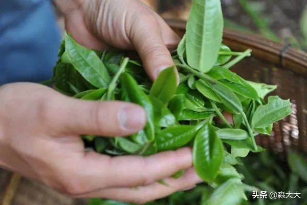 生普洱制作的全过程,生普洱制作工艺流程