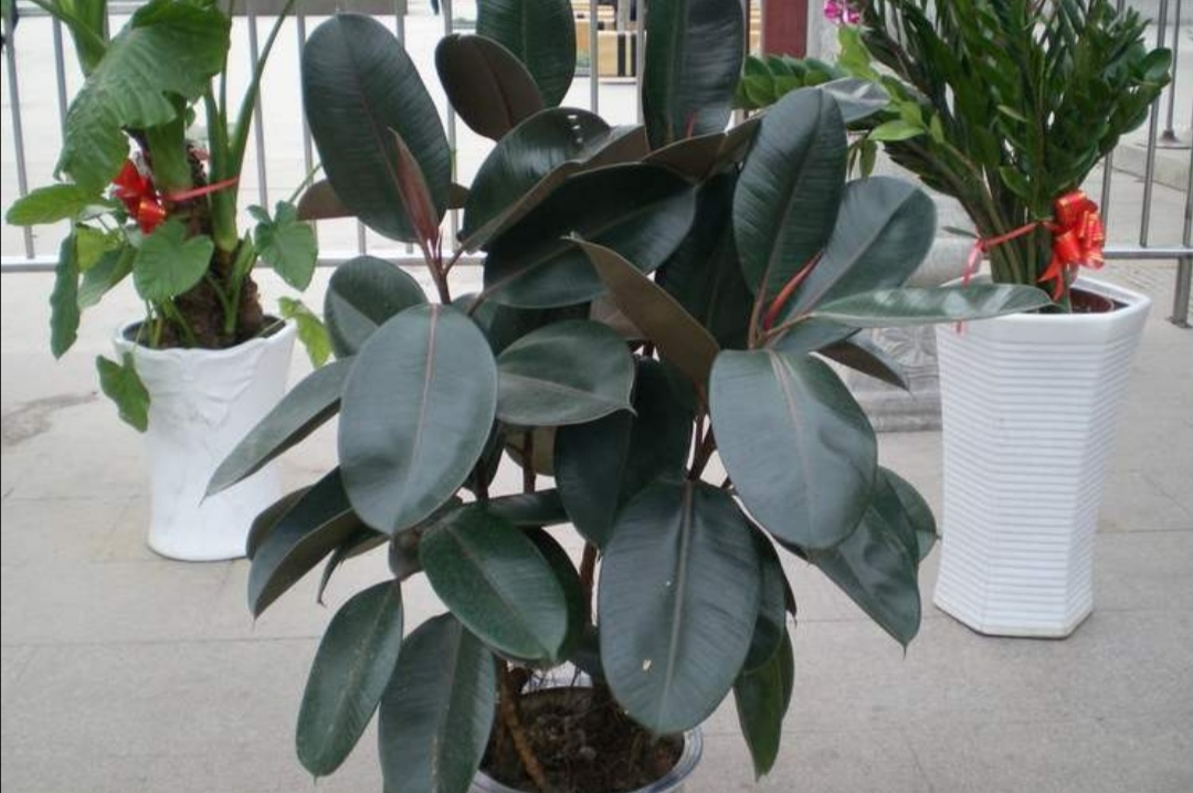 冬天要怎么养护花卉呢,冬季养花注意事项大全视频