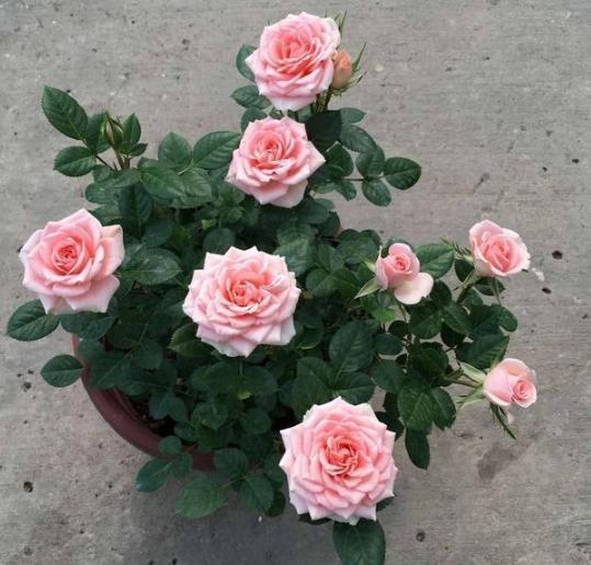 家庭盆栽废茶渣沤肥,牛奶和淘米水沤肥