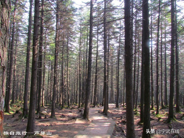 宁武芦芽山悬崖栈道,太原出发芦芽山马仑草原自驾路线