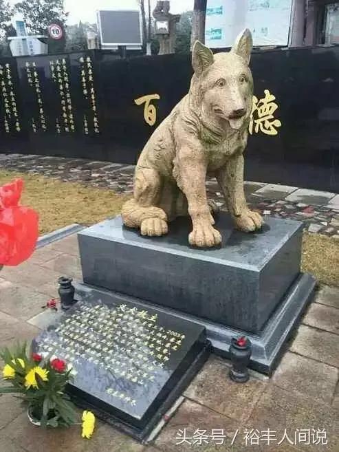 动物的人性化,动物的人性化视频