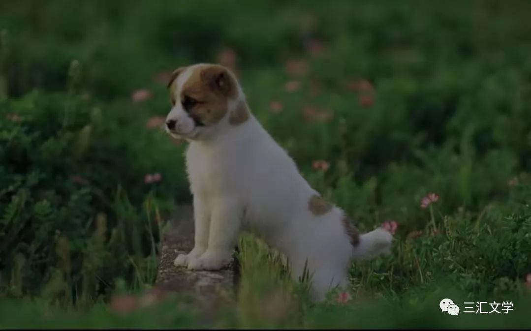 我家那闺女倪妮,我家那闺女全集