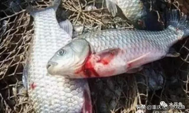 鲫鱼暴发性出血病,鲫鱼全身出血死亡是什么病