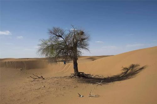 沙漠中迷路将水喝光了,该怎么办?有三种方法或许可以救命