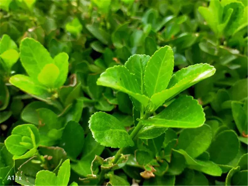 oppo绿厂新手机,oppoa11x到底值不值得入手