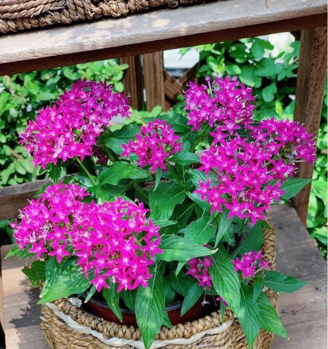 养花养不活用什么办法,新手养花注意事项以及养殖方法