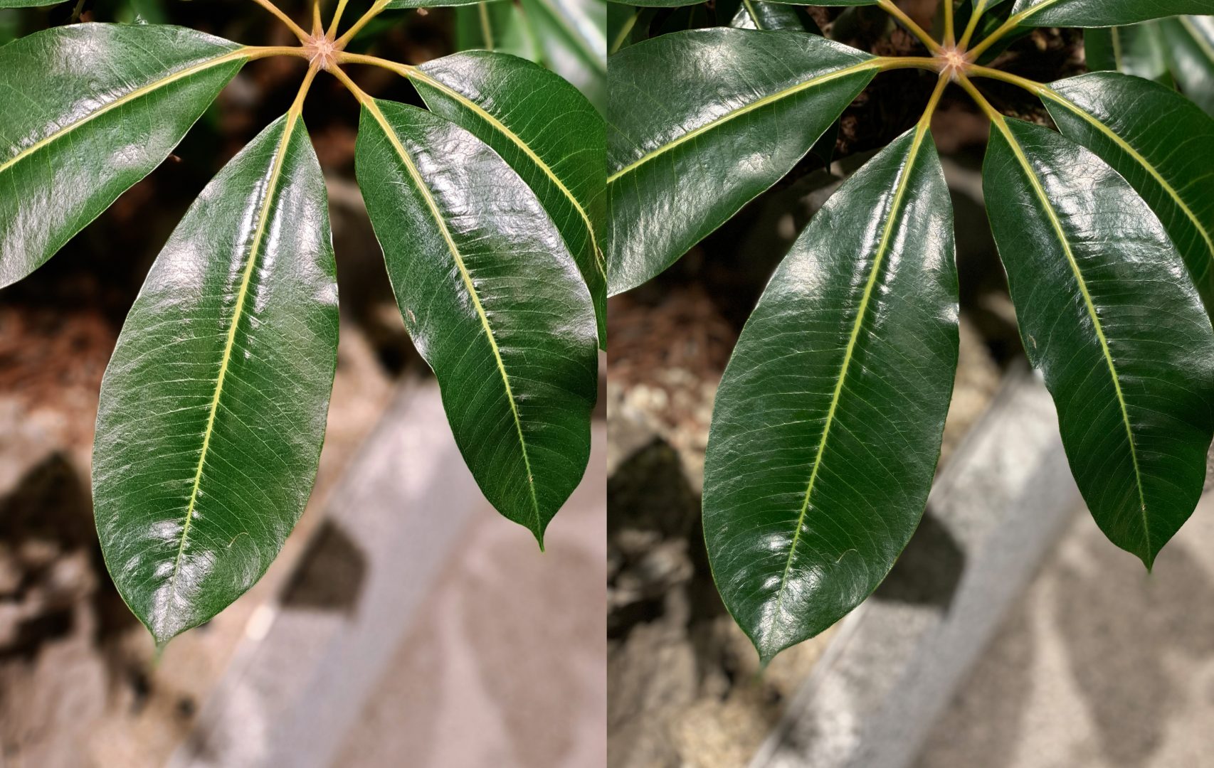 测评真我gt5pro拍照,测评拍照realmex50pro5g