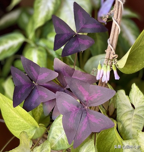 真正的蝶恋花图片,蝶恋花长什么样子