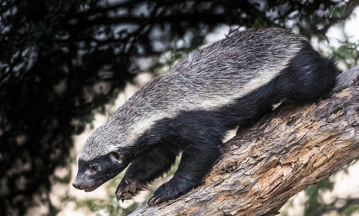 岛上有两万条蛇丢两只蜜獾会咋样,巴西蛇岛上放10只蜜獾会怎么样