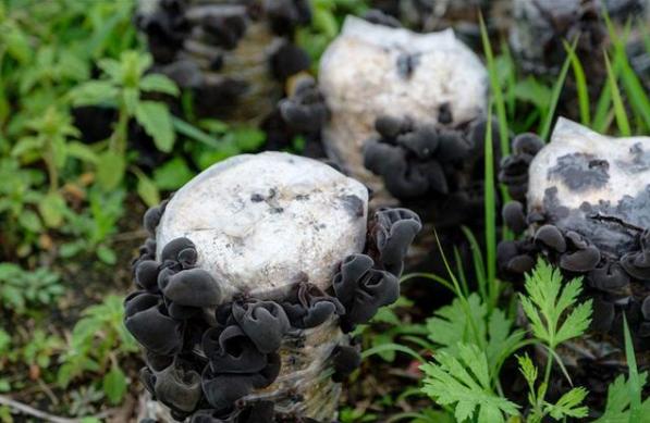 东北黑木耳大棚种植技术与管理,种植黑木耳大棚和地里哪个产量高