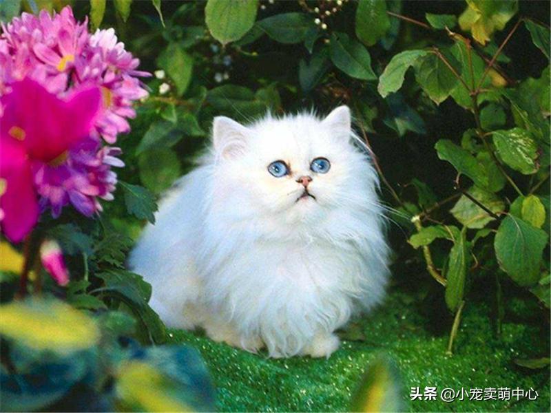 国外女性给自己的猫毛做造型,波斯猫手提包