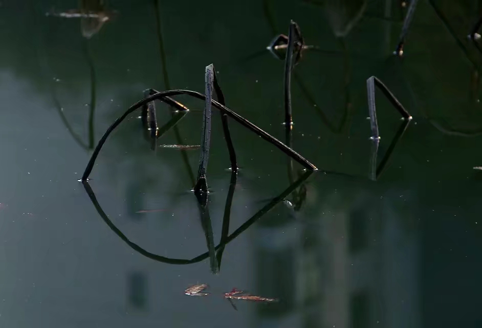 阿里是什么意思阿拉伯语,阿里是什么意思呢