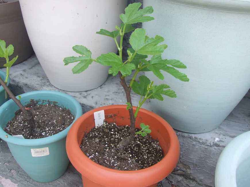 爱吃无花果的无花果,爱吃无花果有什么好处