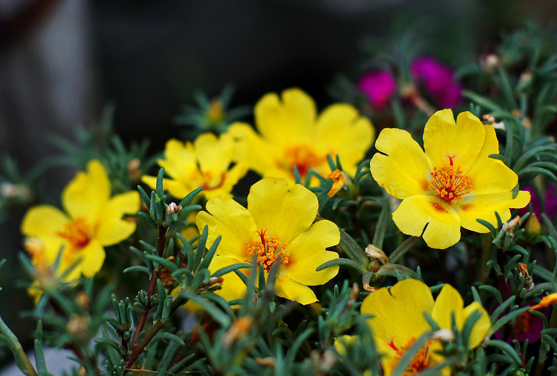 太阳花开时使用什么肥料,太阳花开的时间段