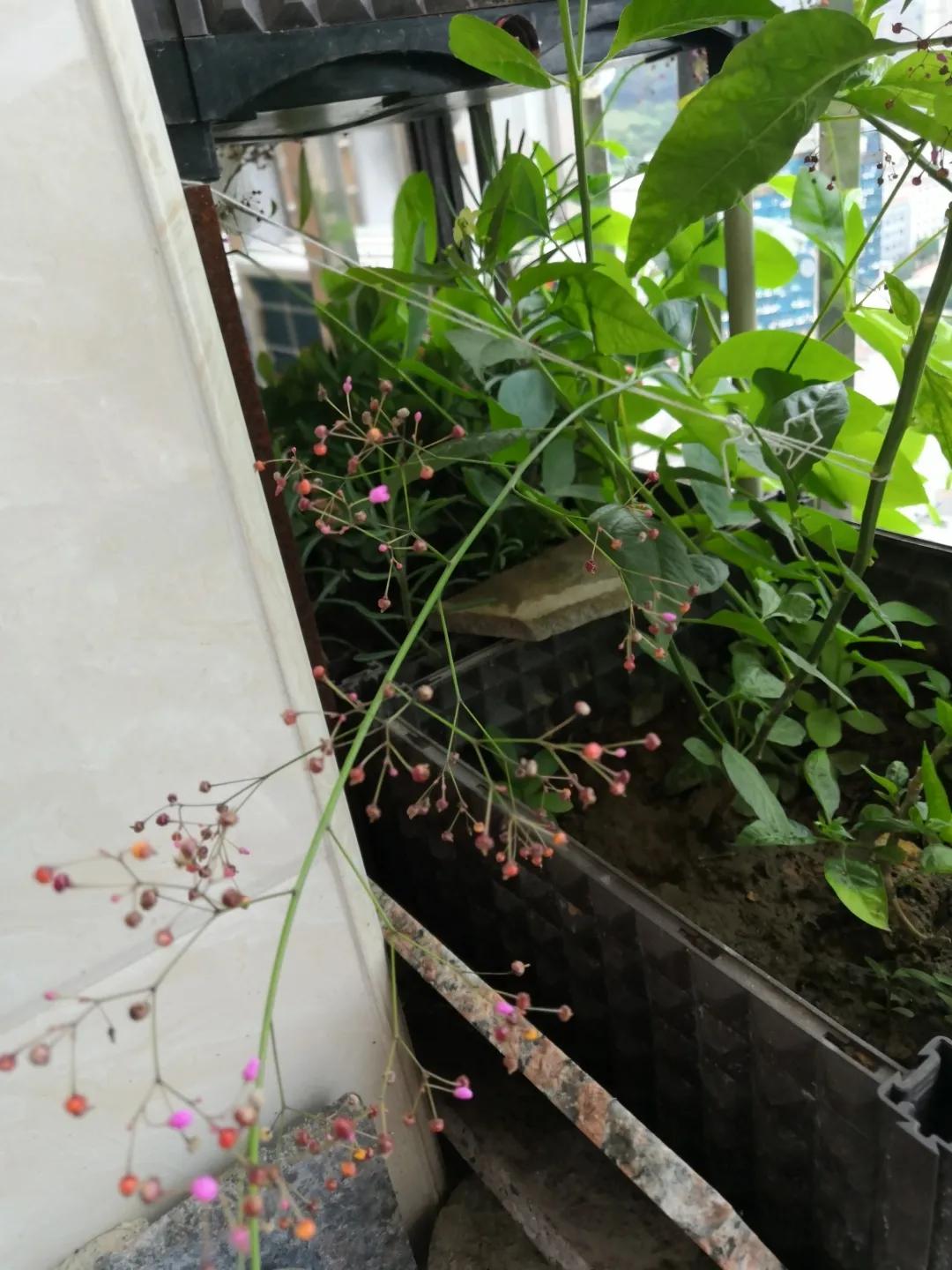 50种花材大全,常用鲜切花品种及图片