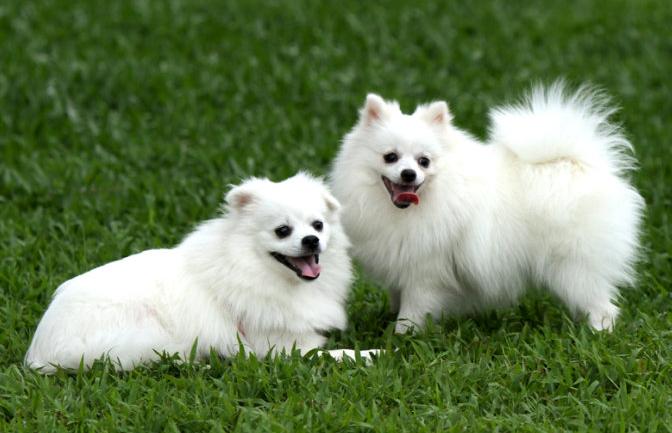 比狗厉害的宠物,比狗狗可爱的宠物