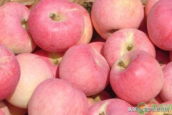 苹果农户收购价多少钱一斤,苹果产地多少钱一斤