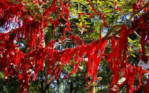 怎么保护樱桃不让鸟吃,鸟吃樱桃有什么好办法