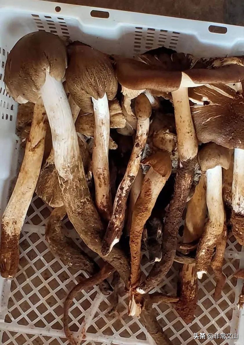 文山有松茸菌吗,野生菌新鲜松茸上市
