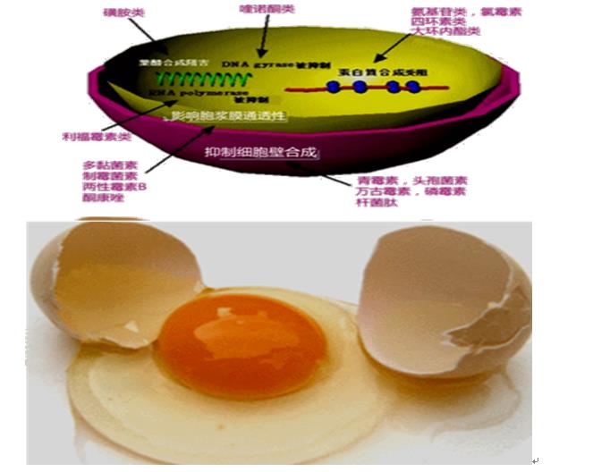 抗菌药物,青霉素类抗菌药物