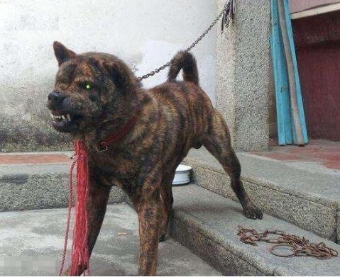 康熙喜欢虎斑犬,康熙的御用名犬