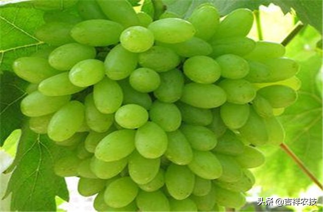 大青葡萄栽培方面的知识要点，你都会吗？来学学种植管理