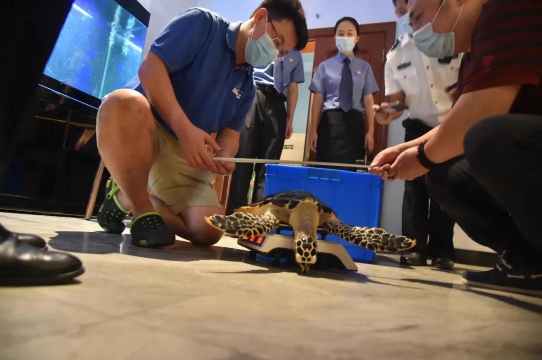紧急救援！“被拐”极危物种玳瑁“落户”北京