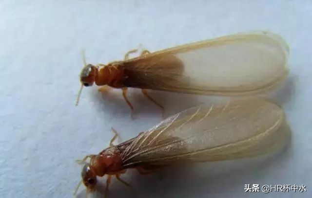 雨天晚上，如何防治飞进家里长翅膀的白蚁虫？全面白蚁虫知识介绍