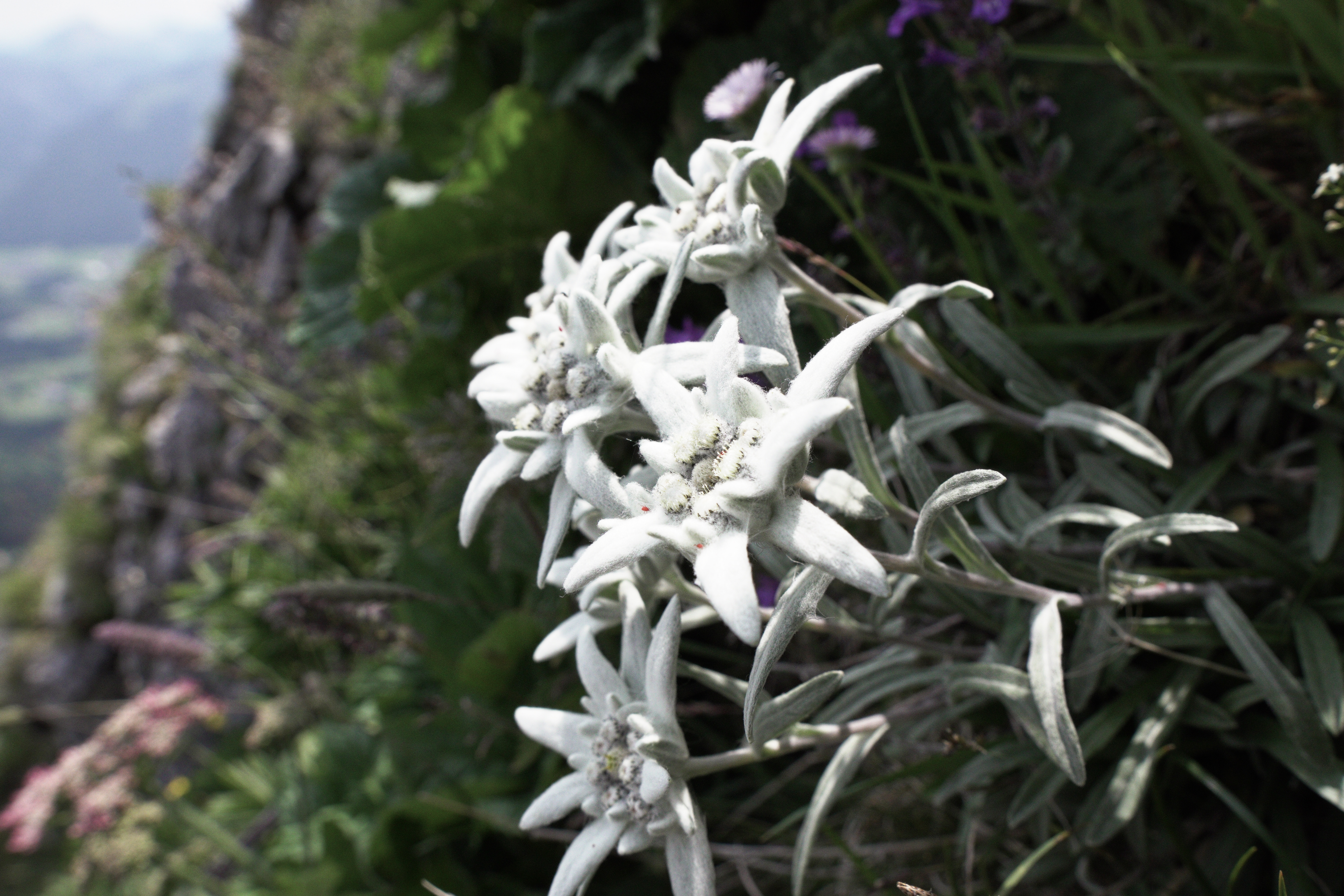 20公里徒步最优徒步鞋推荐,高山徒步鞋推荐