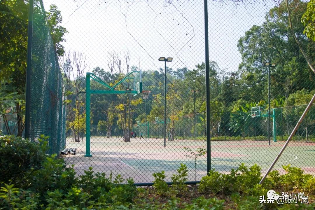 藏在森林里的儿童乐园,韶关市森林公园儿童游玩项目