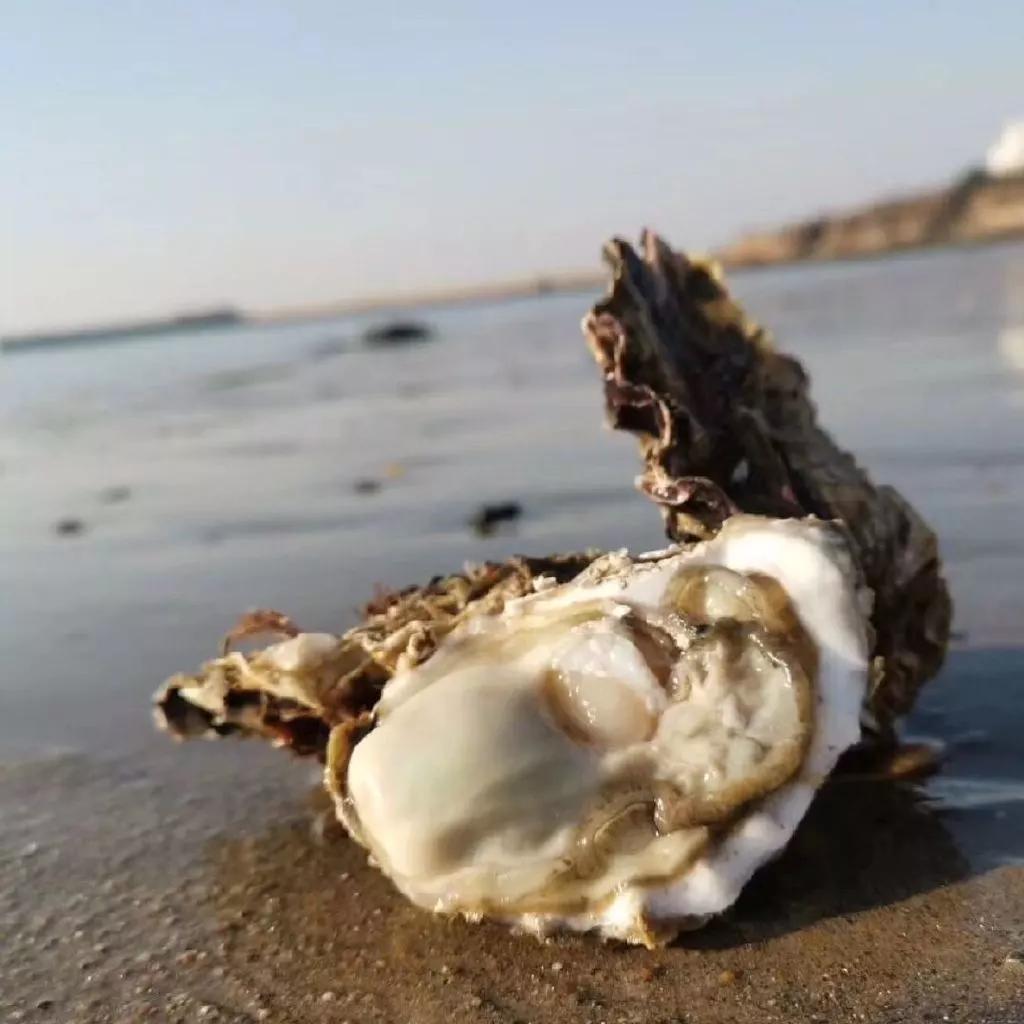 乳山冬天特产必买清单,乳山好物优选