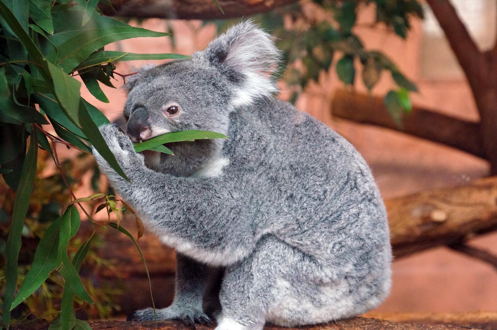 尤加利叶如何养长久,尤加利叶子怎么才会更香